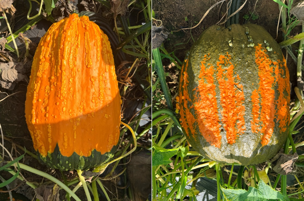 Special bred warty &ldquo;Batman&rdquo; pumpkin varieties